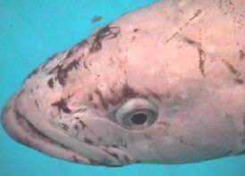 Mosenia, large Antarctic Cod
