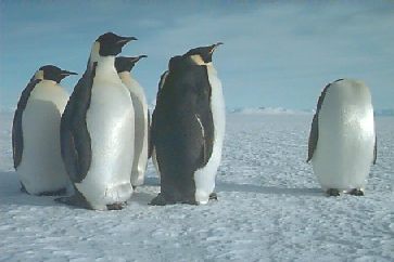 Group of emperors