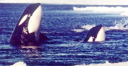 Spy hopping Orcas