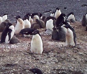 Adelie penguin roockery