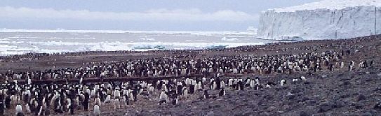 Penguin rookery