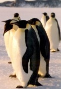 Emporer Penguins Enjoying the last light of the summer