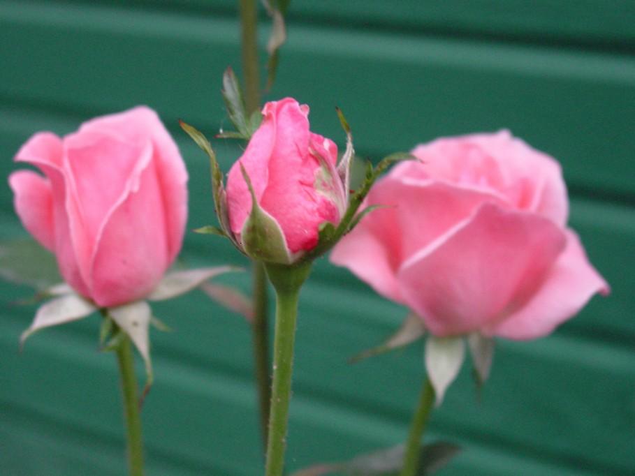 A Touch of Rose