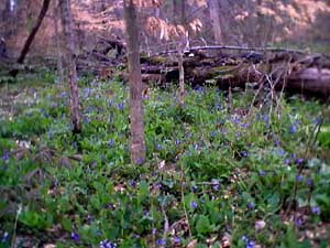 Bluebells, photo by karol cooper