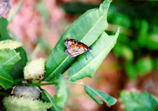 Red Admiral butterfly