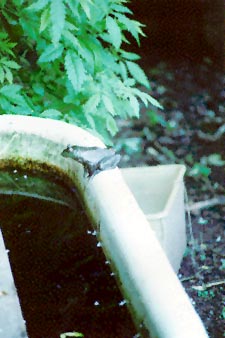 Bullfrog on tub