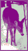 o deer