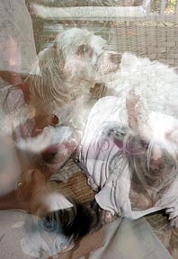 Puppy Montage