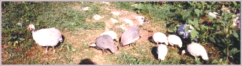 guineas