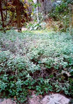 photo, herb garden at Karcher Studio/Gallery