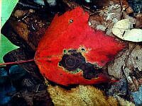 Red Leaf, photo by Gary Gerhart