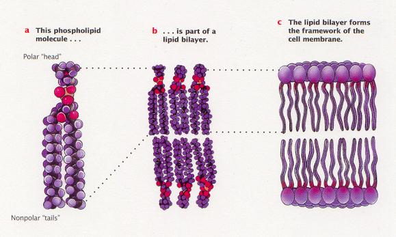 membrane.html