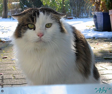 Abi, the inscrutable Visiting Hieronymus who has a free subscription for food (an "abonnement") in our house