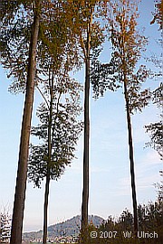 Trees looking sleeker than usual