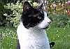 May-June 2009 - The naming of cats