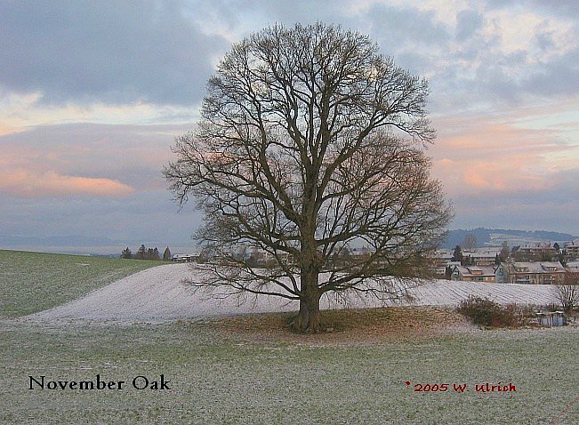 November 2003 - November oak (roll over) 