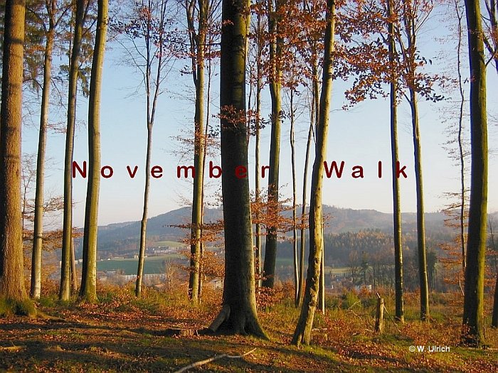 November walk - The shades of the year are growing, but poetry abounds
