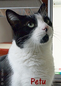 Petu, the other philosopher with metaphysical talent