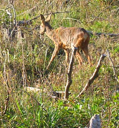 Roe-deer kid