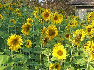 Sunflowers