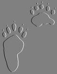 Black Bear Prints!