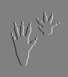 Muskrat Prints!