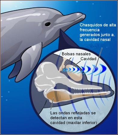 Escuchando bajo el agua