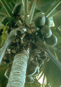 The Double coconut palm tree