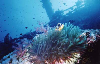 Diving off the Brothers Islands - Red Sea - Nov 2004