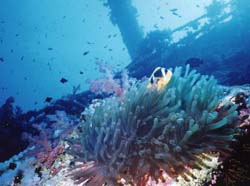 clownfish on the Numidia wreck
