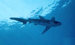 Oceanic white tip shark