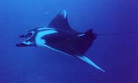 Go to Manta Ray photos