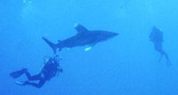 Oceanic White Tip shark