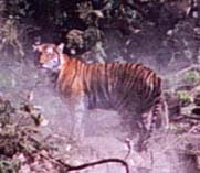 Go to Bardia & rafting photos