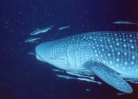 Go to Whale Shark photos
