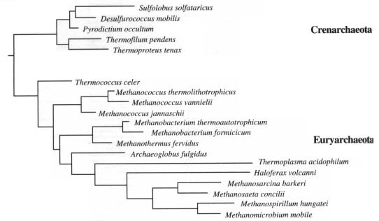 diferencia entre dominio bacteria y archaea