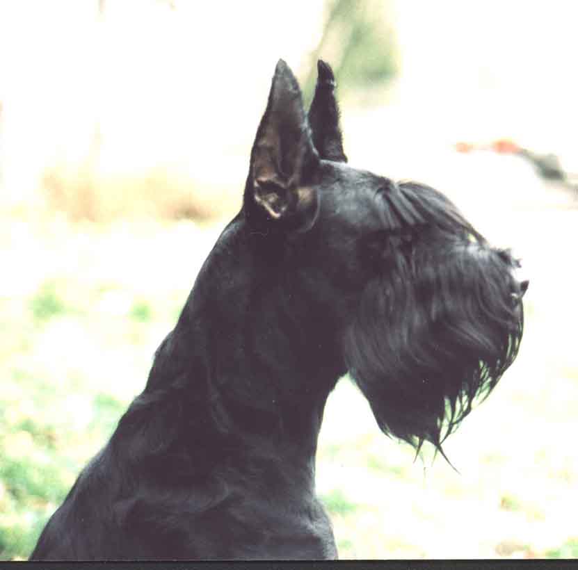 to Dark Diamond kennel