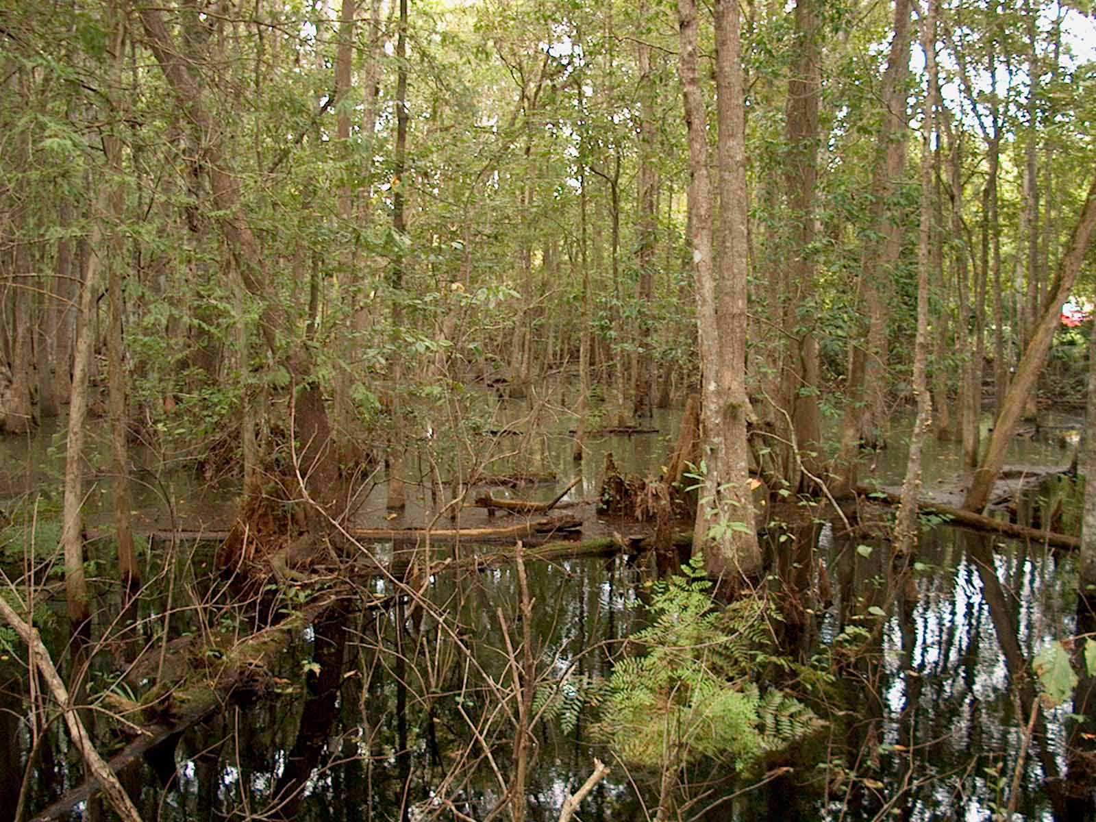 Osceola Swamp 4 - Swamp4