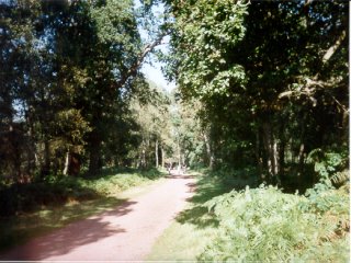 clumber_park_4.jpg (56444 bytes)