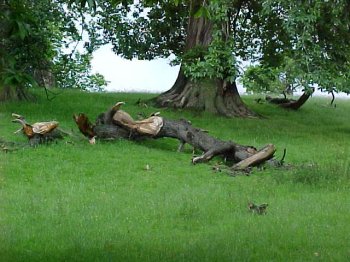 fallen_tree_1.jpg (53610 bytes)