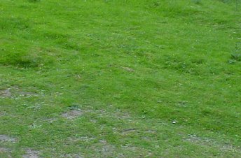 grass.jpg (75816 bytes)