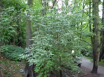 laurel_1.jpg (73365 bytes)