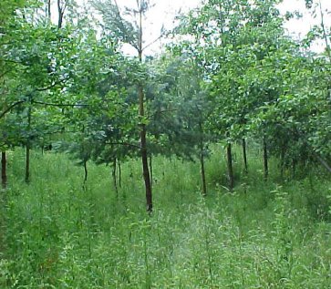 plantation_3.jpg (70449 bytes)