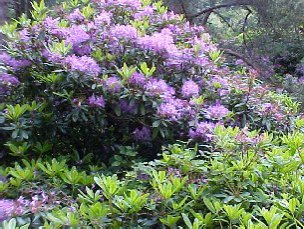 rhododendron.jpg (51682 bytes)