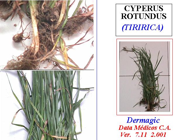 Cyperus Rotundus  la hierba que crece el cabello