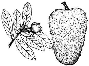 Fruta Guanabana o Graviola