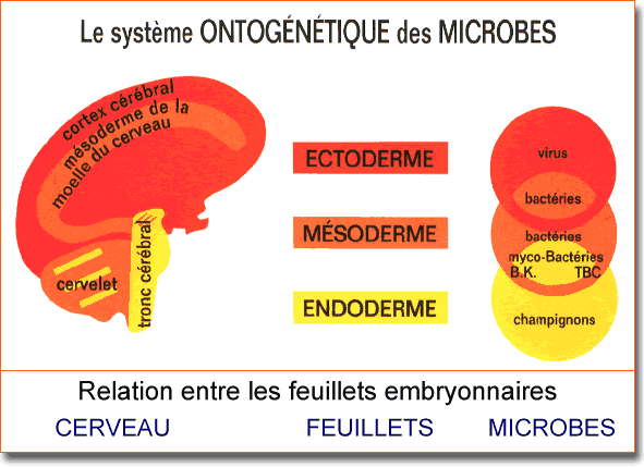 Ontogenetic Ontogenético.