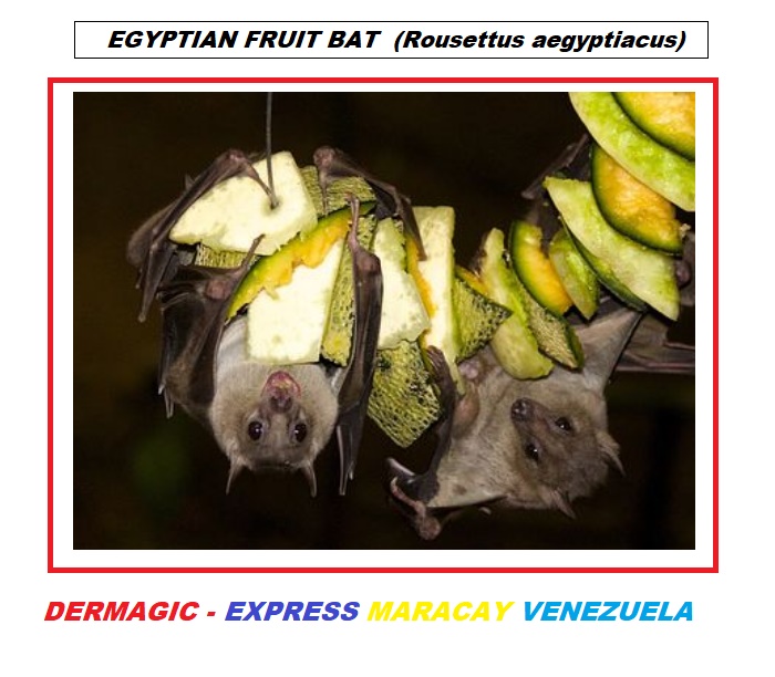 Murciélago africano reservorio del Virus de