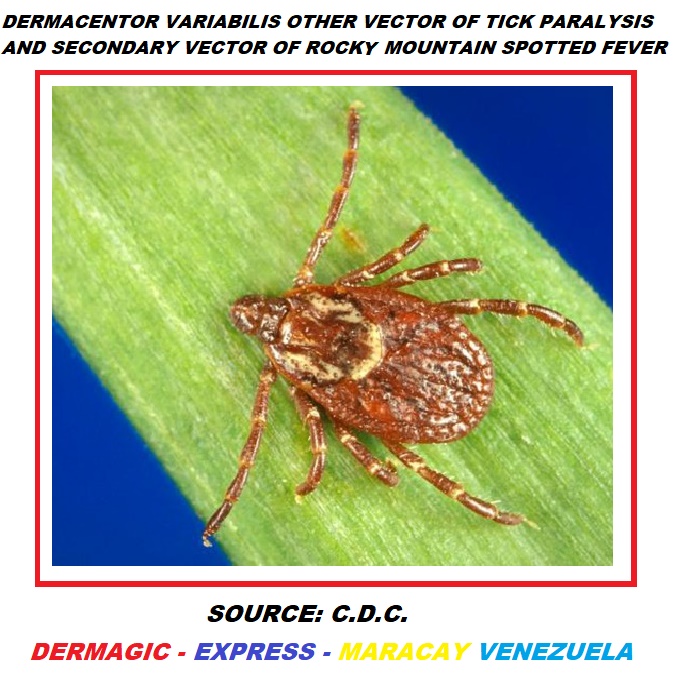 Dermacentor Variabilis, other vector of Tick Paralysis and secondary vector of the Rocky Mountain Spotted Fever.