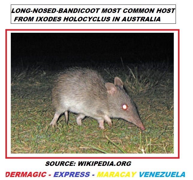 Long-noses-bandicoot mammal, most common host from Ixodes Holocyclus, Vector of Tick Parslysis in Australia.